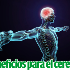 Efectos beneficiosos del ejercicio físico sobre el cerebro